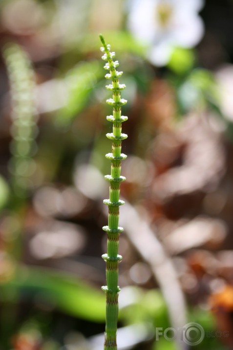 Skudru garā pupa