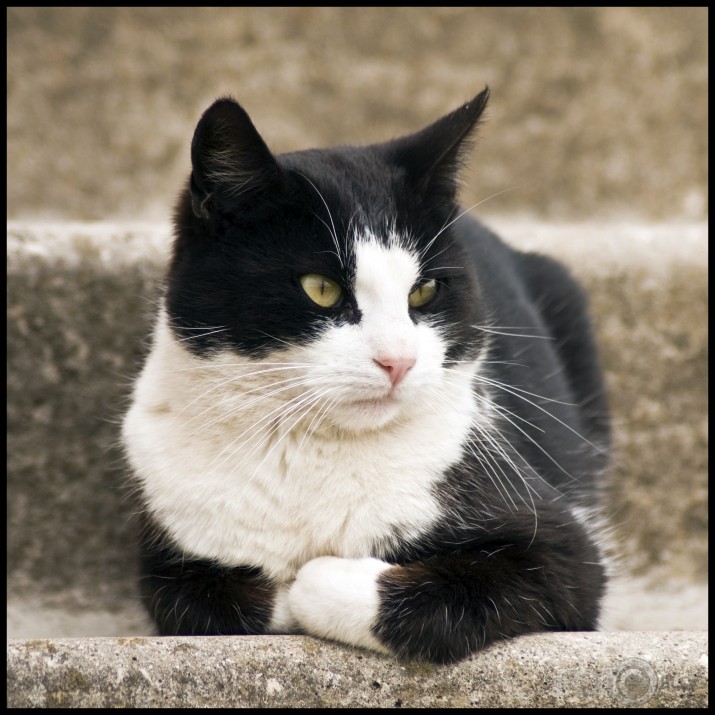 The Cat