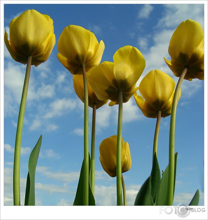 Dzeltenās tulpes