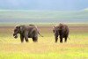 Tanzānija - Ngorongoro krāteris