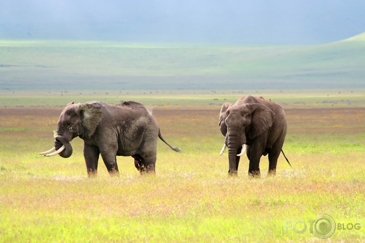 Tanzānija - Ngorongoro krāteris