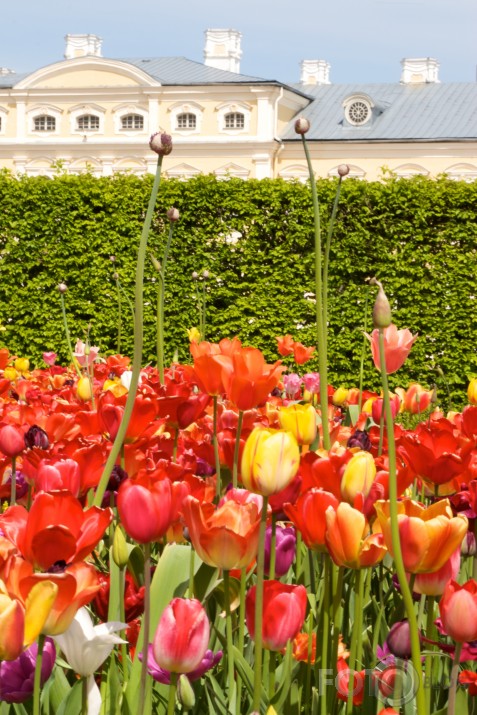 tulpes Rundālē