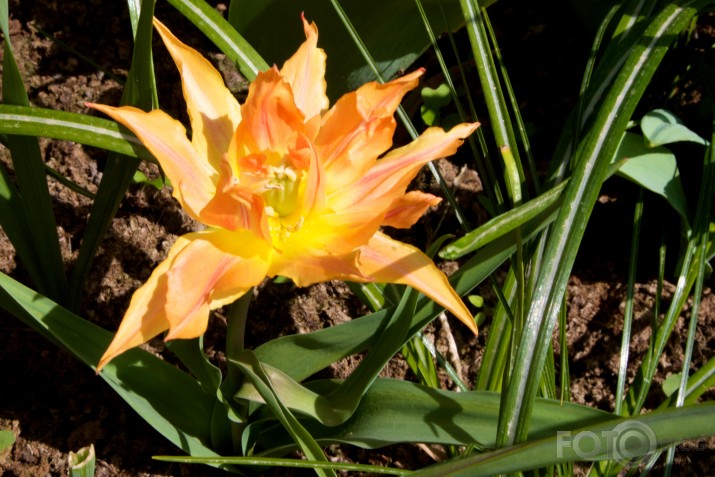 tulpes Rundālē