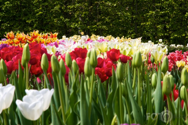 tulpes Rundālē