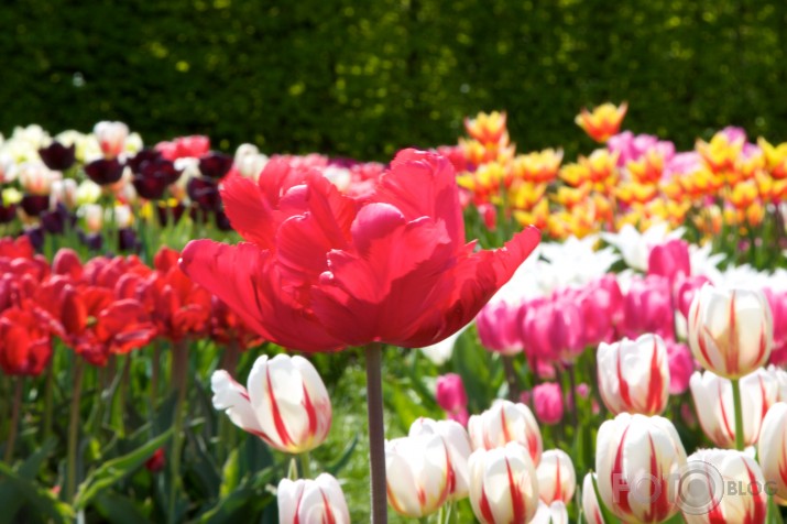 tulpes Rundālē