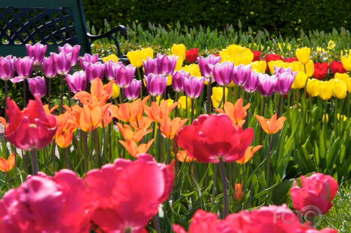 tulpes Rundālē