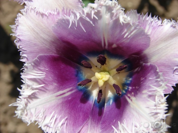 tulpe