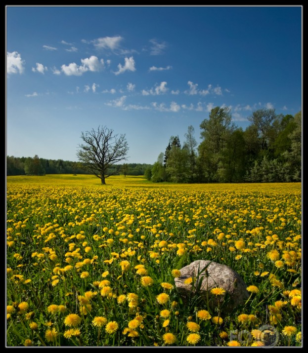 pļava