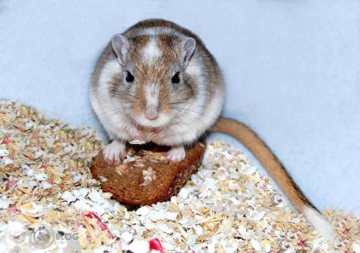 maltīte