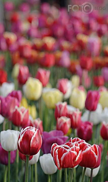 Tulpes, tulpes, tulpes...