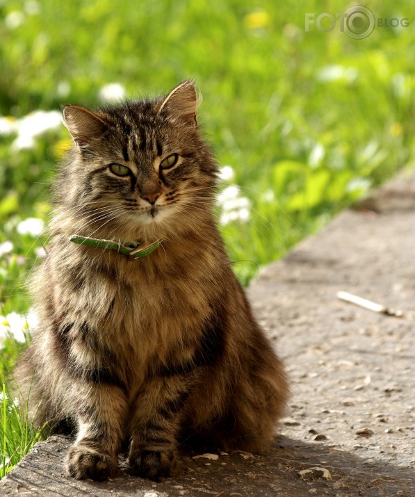 Modele