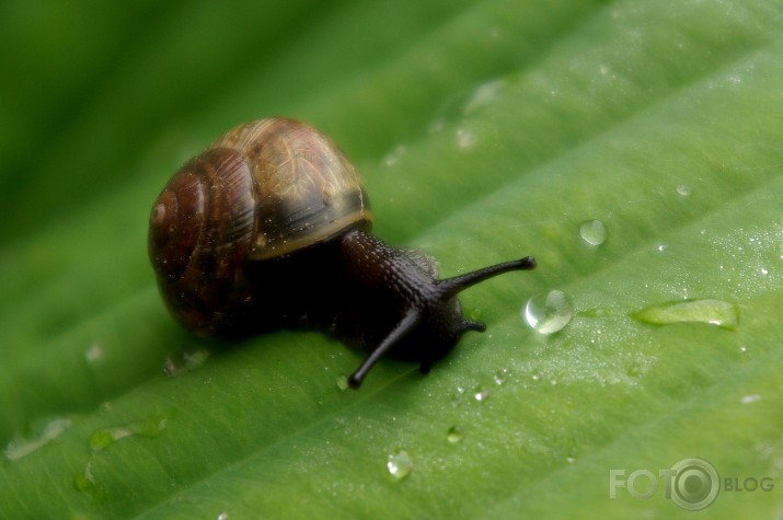 pēc lietus