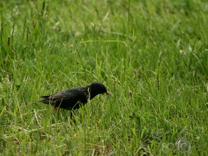 Turdus pilaris