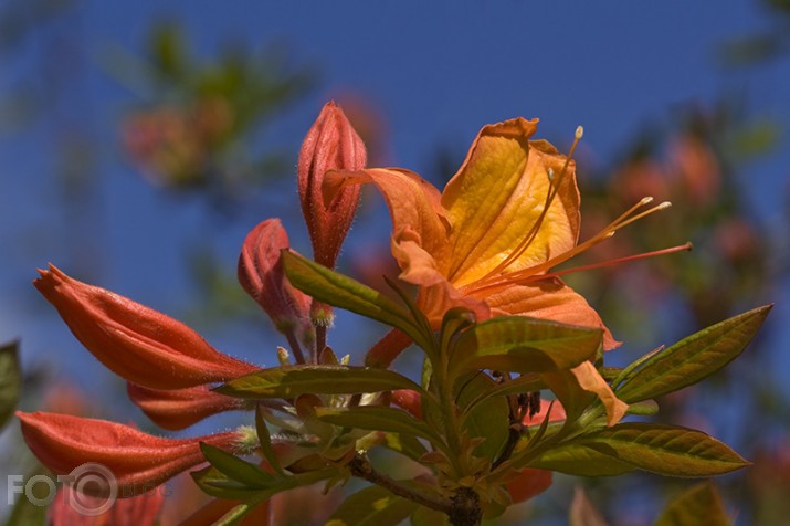 rudais rododendrs