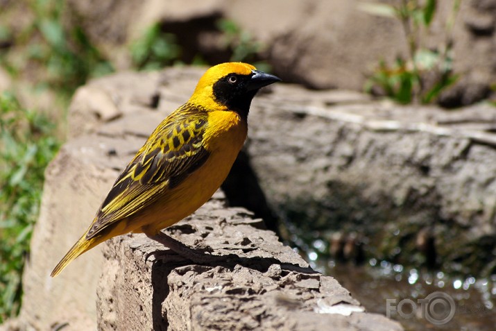 Black-headed Weaver