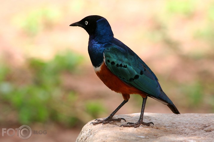 Superb Starling