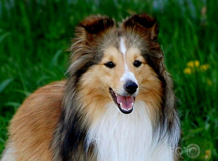 Bella