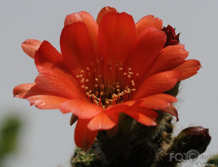 Zied sarkans kaktuss....