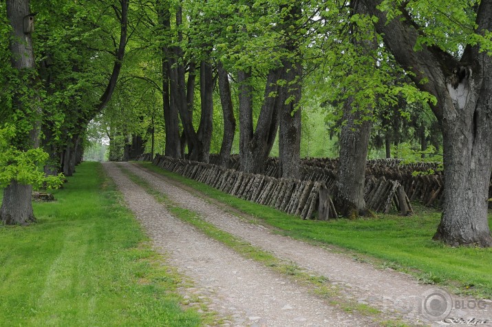 Šitake sēņu aleja.