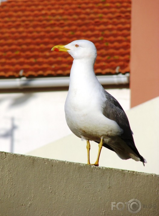 Larus fuscus graellsii? 