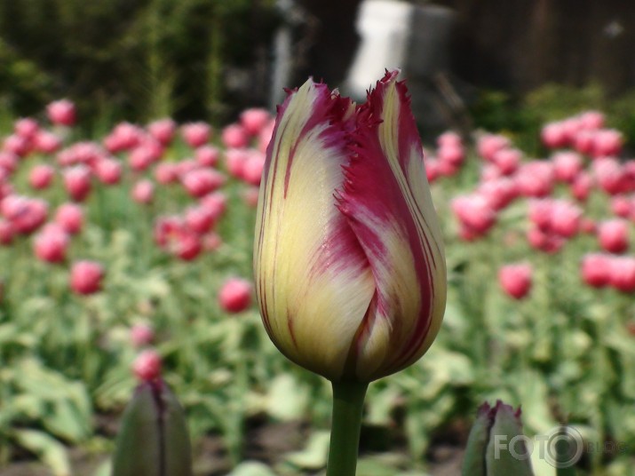 Tulpe