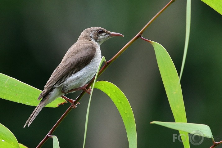 Austrālietis