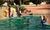 Playing with dolphins.