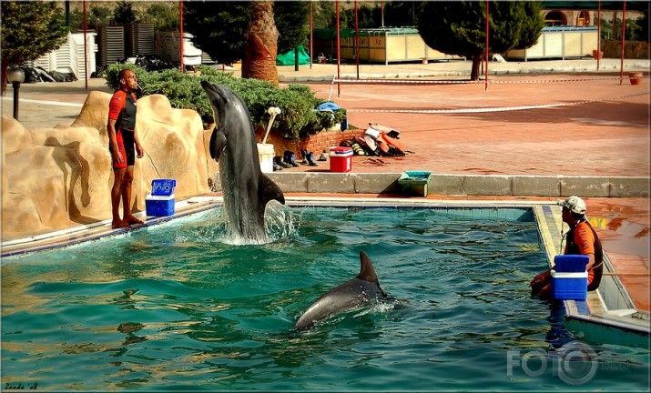 Playing with dolphins.