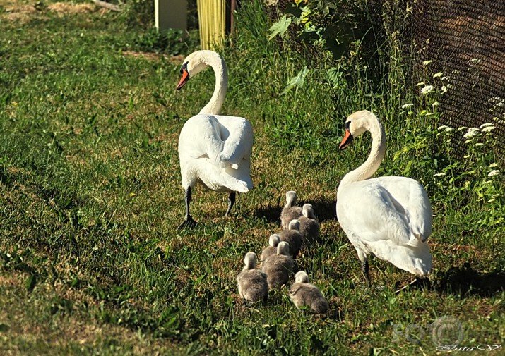 Gulbju ģimene iziet Saldus ielās...!?!