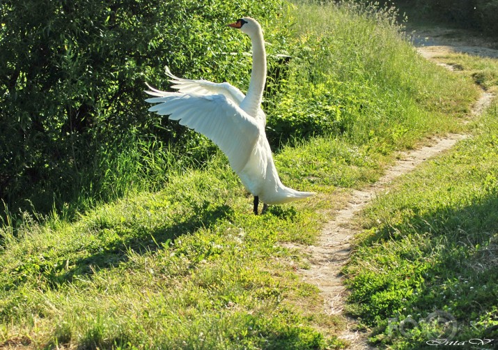 Gulbju ģimene iziet Saldus ielās...!?!