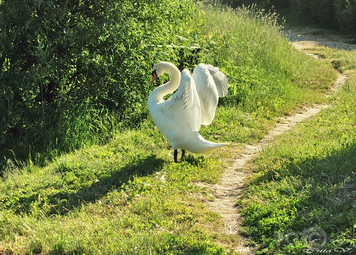 Gulbju ģimene iziet Saldus ielās...!?!