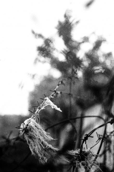 FF NEOPAN 400 @ ISO 800