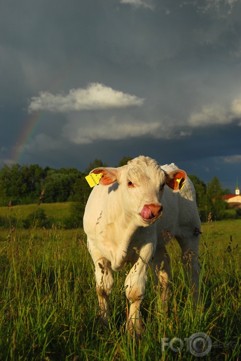 Charolais & Co