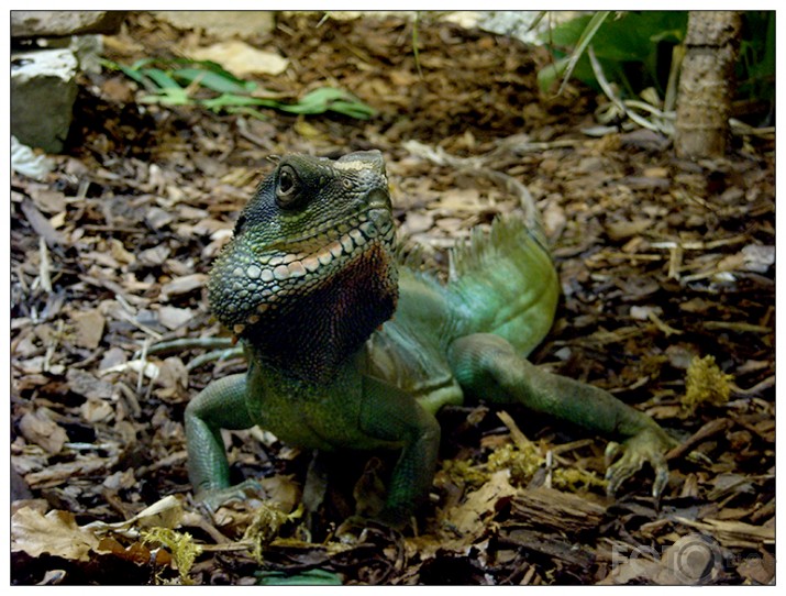 Rīgas ZOO mazie kustoņi