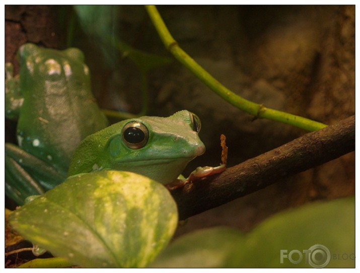 Rīgas ZOO mazie kustoņi