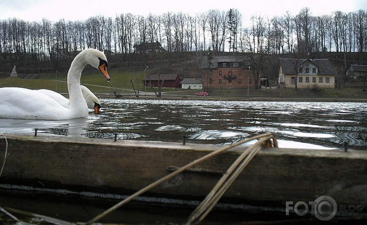 Gulbji uz pilsētas fona