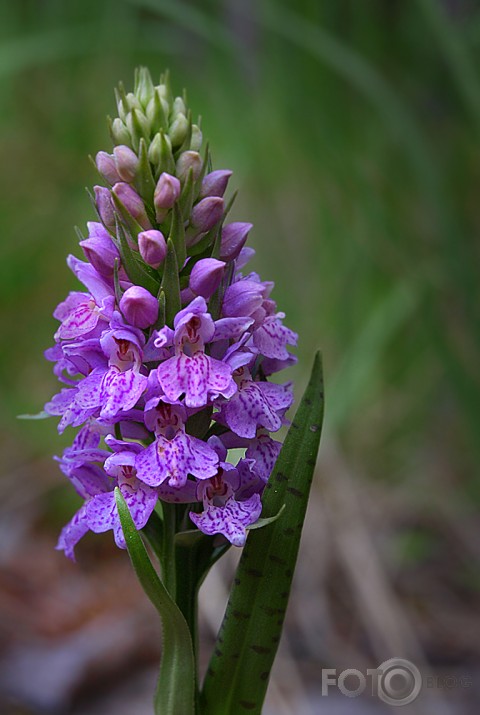 Dactylorhiza baltica