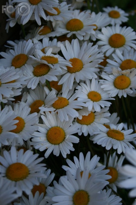 pļavā