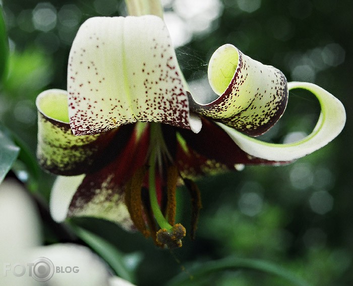 Lilium majoense