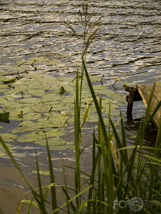 laipiņa