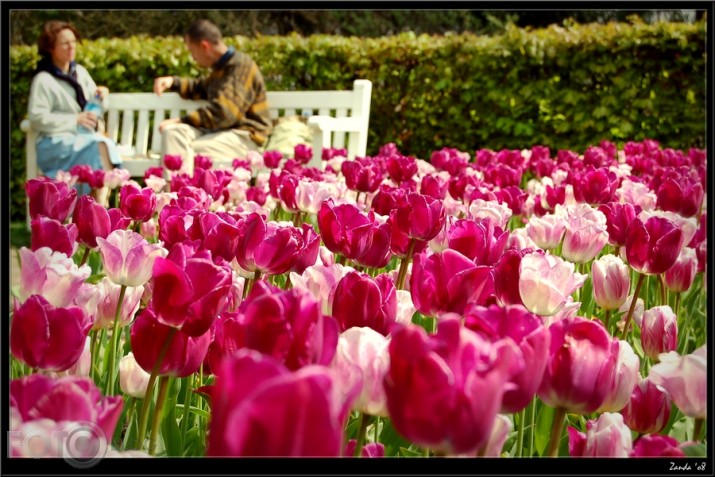 Among tulips...