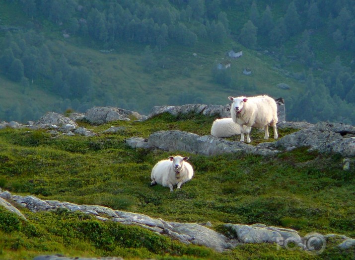 Ekstrēmās ganības II