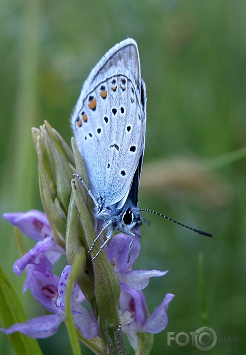 Taurenītis