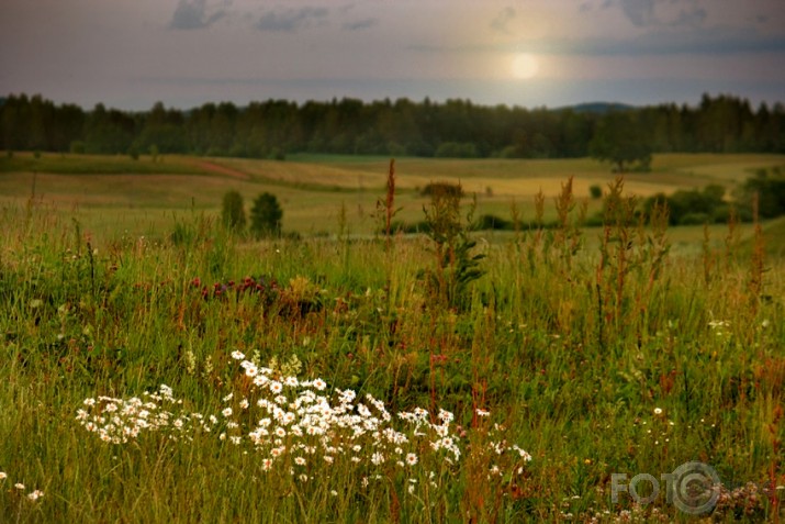 Pļavas pilnzieds