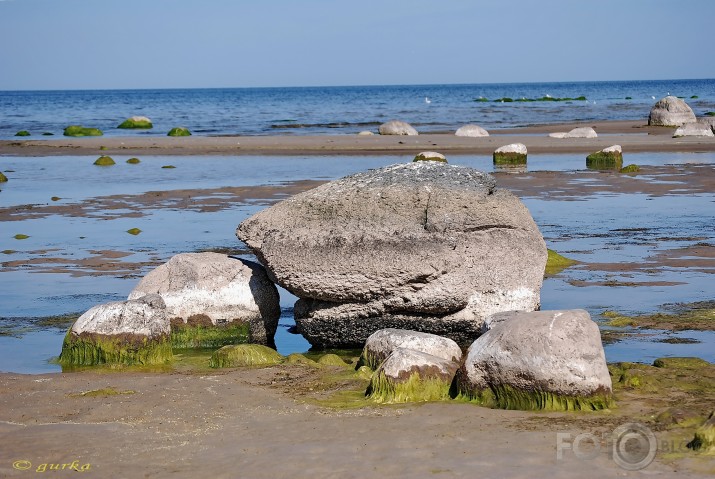 Zalkšu ķēniņa buča