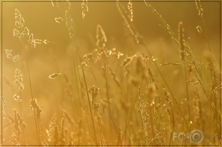 fields of gold