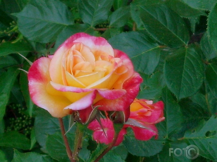 Roze