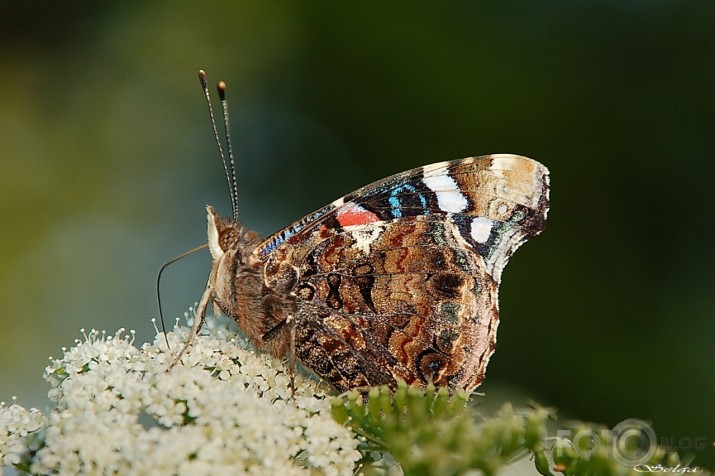 Admirālis - Vanessa atalanta.