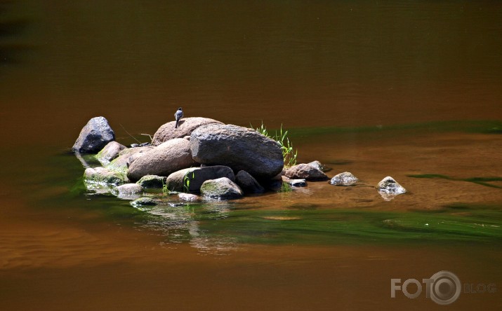 cerību saliņa....