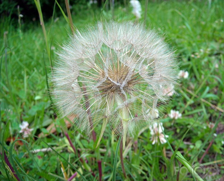 "Pūka"